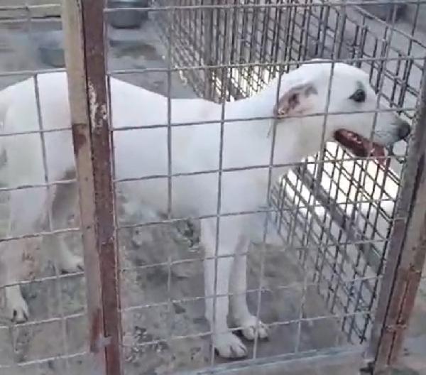 Minerva giovane cagnoletta sui 23 kg in cerca di casa Foto 3